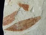 Zelkova zelkovifolia (UNGER 1843) & Daphnogene polymorpha ETTING - Bild © FossNet FossilienStore